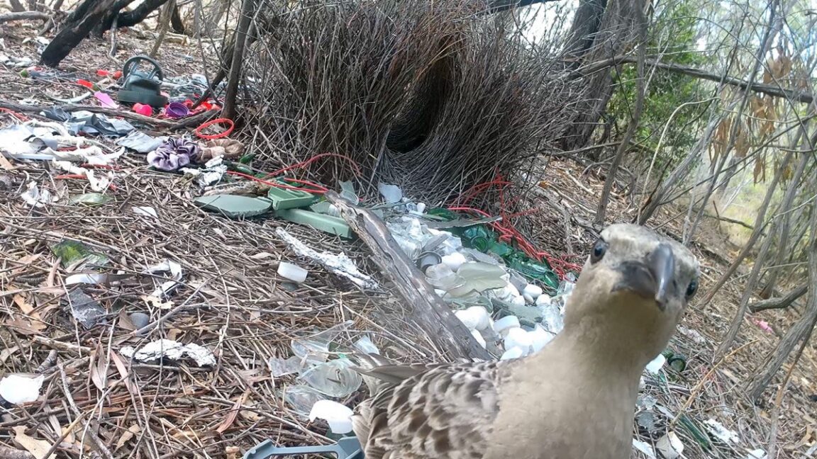 male bowerbirds hope to dazzle females with