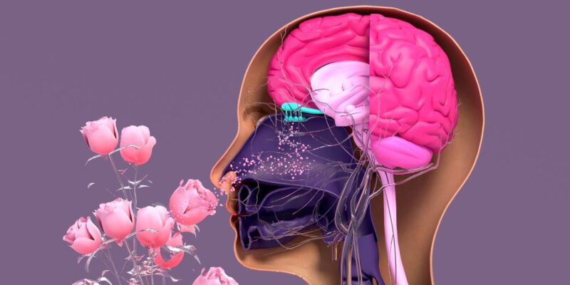 When the ability to smell goes away 10 when the ability to smell goes away