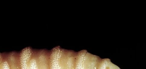 Horrifying screwworm infection confirmed in US traveler after overseas trip