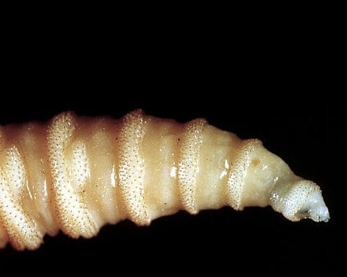 Horrifying screwworm infection confirmed in US traveler after overseas trip 12 Horrifying screwworm infection confirmed in US traveler after overseas trip