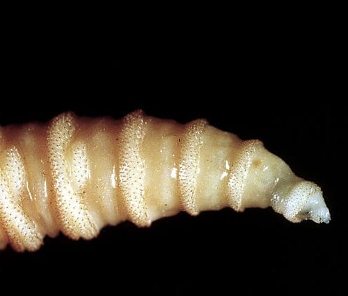 Horrifying screwworm infection confirmed in US traveler after overseas trip