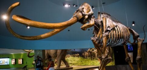 genetically central american mammoths were weird