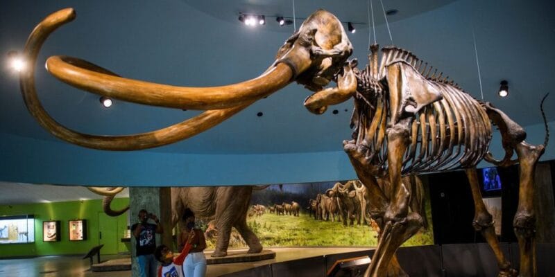 Genetically, Central American mammoths were weird 4 genetically central american mammoths were weird