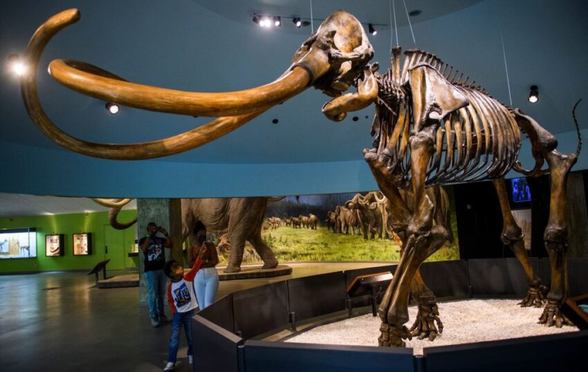 genetically central american mammoths were weird