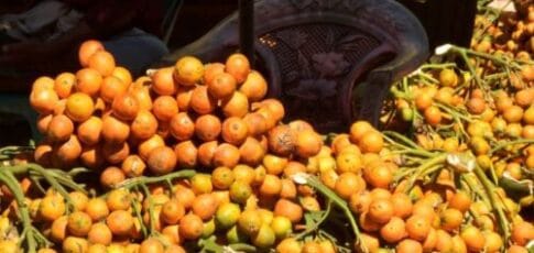 Betel nuts have been giving people a buzz for over 4,000 years