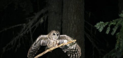 trump admin dismisses endangered species list as