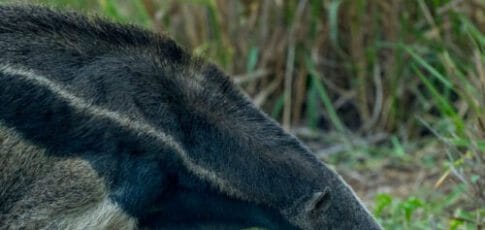 Mammals that chose ants and termites as food almost never go back