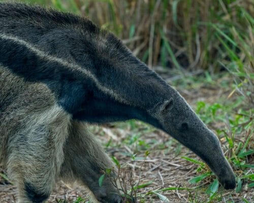 Mammals that chose ants and termites as food almost never go back