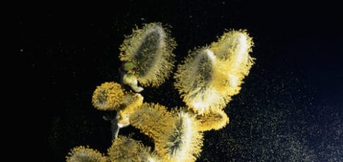 Using pollen to make paper, sponges, and more