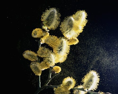 Using pollen to make paper, sponges, and more
