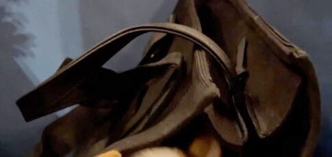 the verge s favorite pet gear for