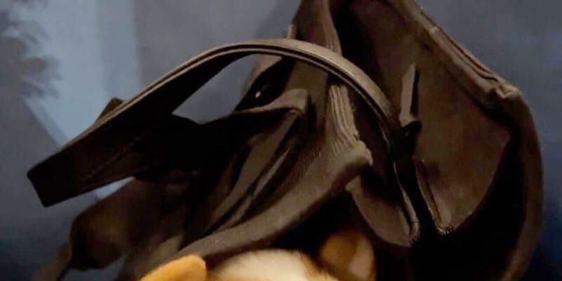 the verge s favorite pet gear for - The Verge’s favorite 19 the verge s favorite pet gear for