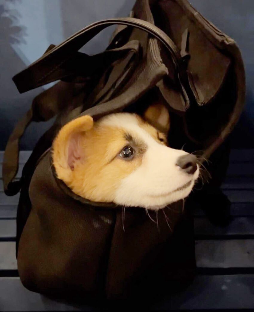 the verge s favorite pet gear for