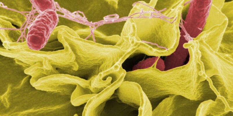 CDC slashed food safety surveillance, now tracks only 2 of 8 top infections 6 cdc slashed food safety surveillance now tracks