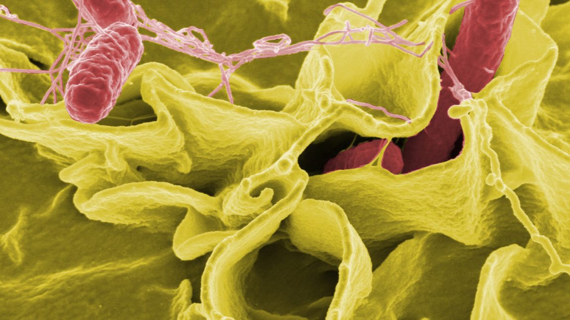 cdc slashed food safety surveillance now tracks