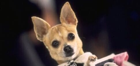the case of the coke-snorting chihuahua