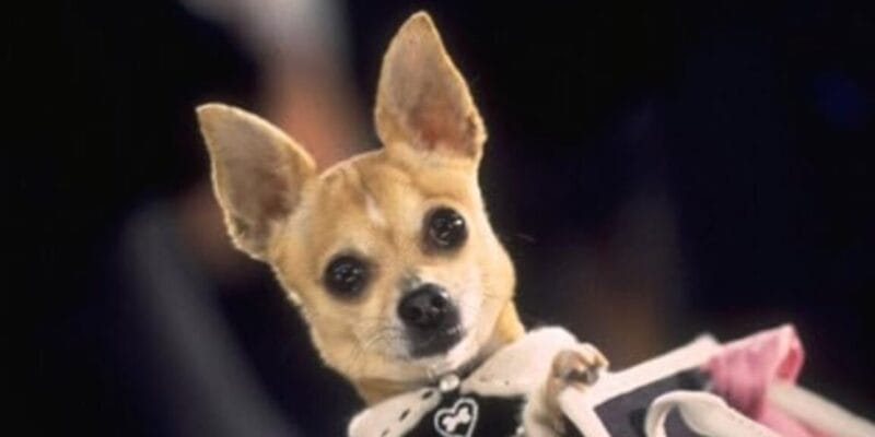 The case of the coke-snorting Chihuahua 18 the case of the coke-snorting chihuahua