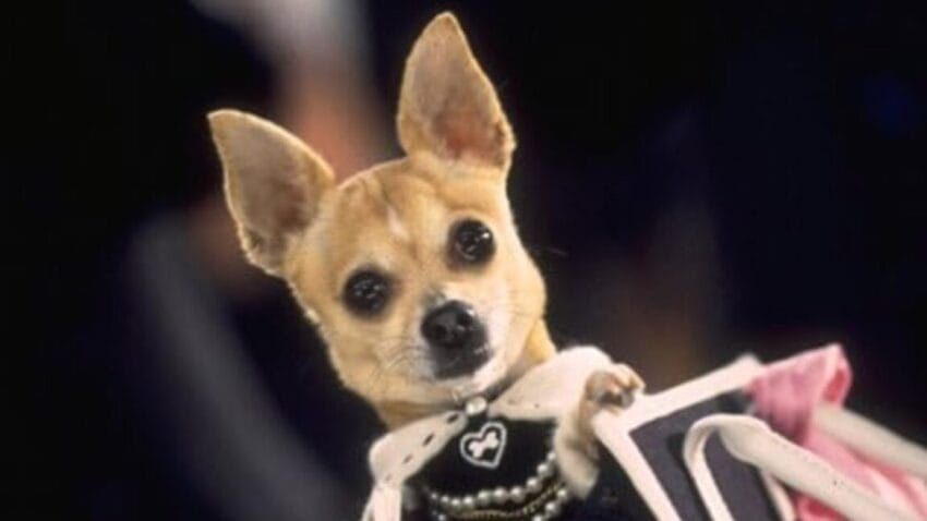 the case of the coke-snorting chihuahua