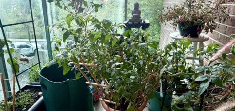 6 edible plants i ve easily grown