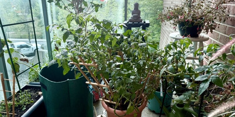 6 Edible Plants I've Easily Grown in a Small Space 6 6 edible plants i ve easily grown