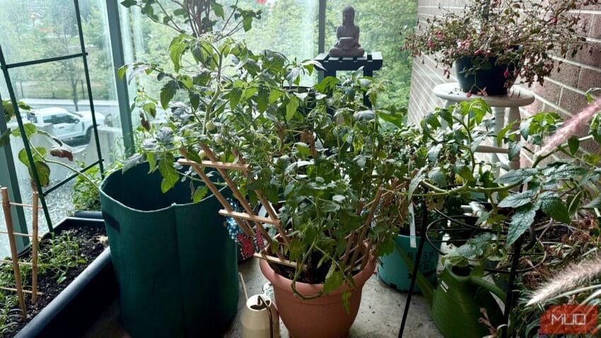 6 edible plants i ve easily grown