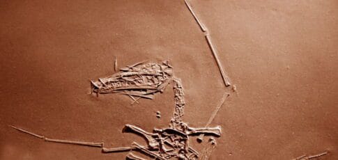 150 million-year-old pterosaur cold case has finally