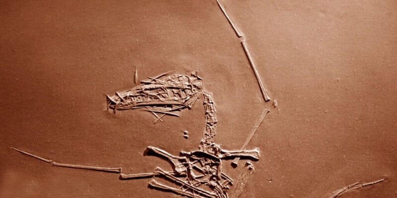 150 million-year-old pterosaur cold case has finally been solved 9 150 million-year-old pterosaur cold case has finally