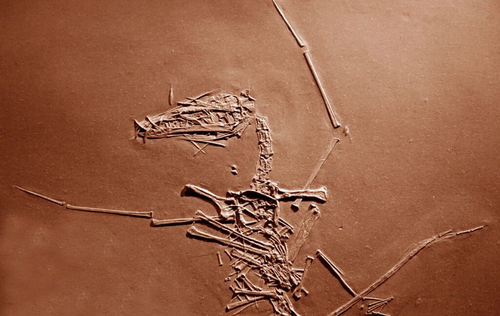 150 million-year-old pterosaur cold case has finally