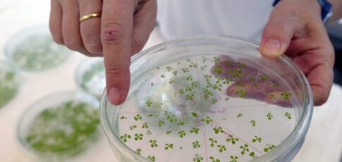 new pathway engineered into plants lets them
