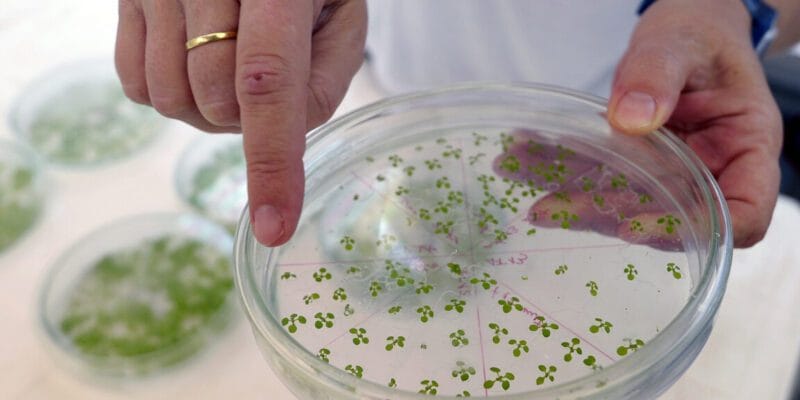 New pathway engineered into plants lets them suck up more CO₂ 9 new pathway engineered into plants lets them