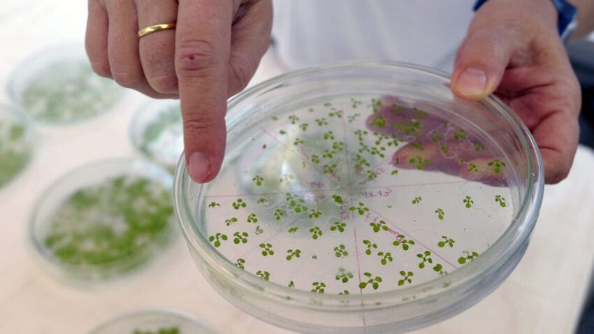 new pathway engineered into plants lets them