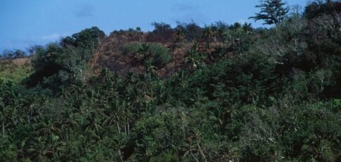 fiji s ants might be the canary