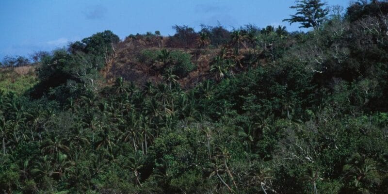 Fiji’s ants might be the canary in the coal mine for the insect apocalypse 17 fiji s ants might be the canary
