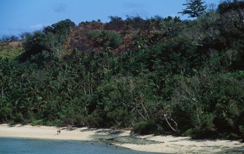 fiji s ants might be the canary