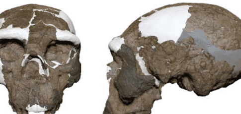 is the million-year-old skull from china a