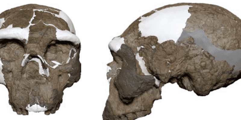Is the “million-year-old” skull from China a Denisovan or something else? 15 is the million-year-old skull from china a