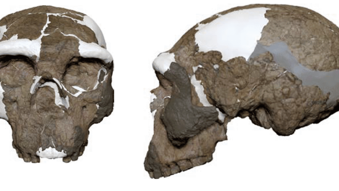 is the million-year-old skull from china a