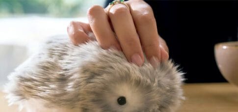 casio s stress-relieving furry robot is coming