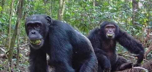 chimps consume alcohol equivalent of nearly 2