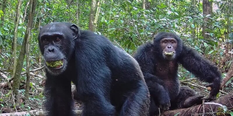 Chimps consume alcohol equivalent of nearly 2 drinks a day 6 chimps consume alcohol equivalent of nearly 2
