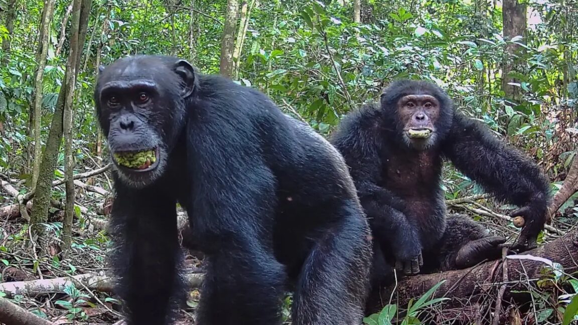chimps consume alcohol equivalent of nearly 2
