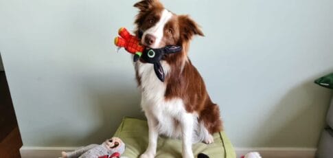 some dogs can classify their toys by