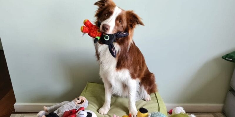 Some dogs can classify their toys by function 18 some dogs can classify their toys by