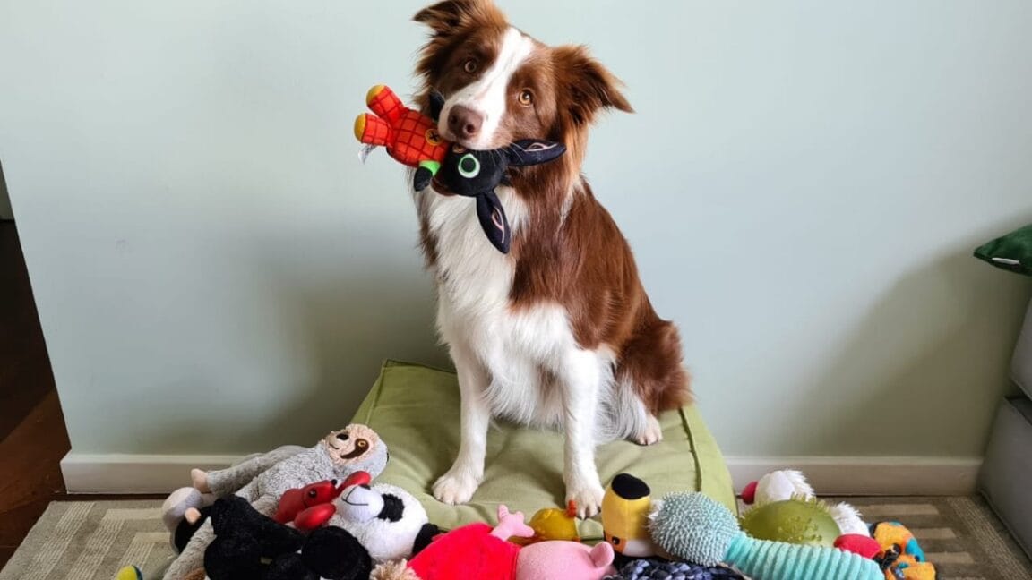 some dogs can classify their toys by