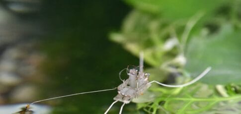 a robot walks on water thanks to