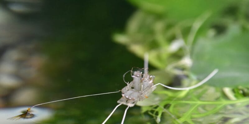 A robot walks on water thanks to evolution’s solution 10 a robot walks on water thanks to
