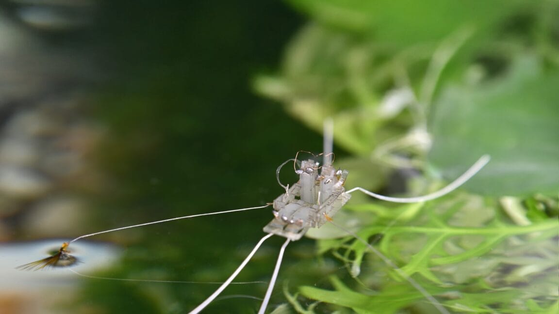 a robot walks on water thanks to