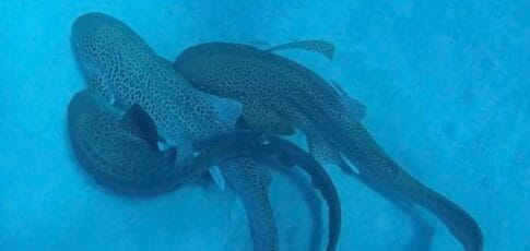 scientists catch a shark threesome on camera