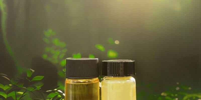Terra Oleo’s oil-producing microbes could replace destructive palm oil plantations 4 terra oleo s oil-producing microbes could replace