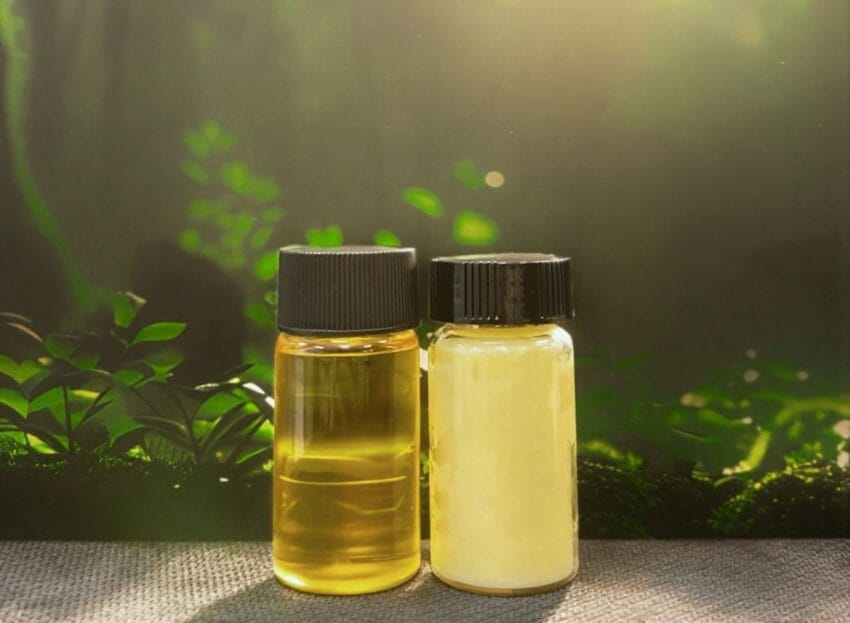 terra oleo s oil-producing microbes could replace